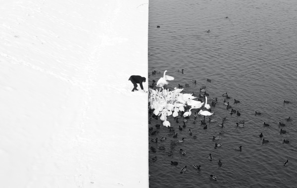 Marcin Ryczek: A Man Feeding Swans in the Snow