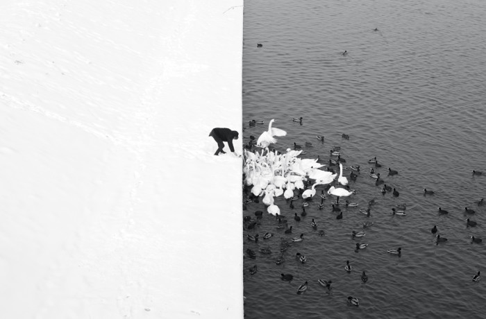 Marcin Ryczek: A Man Feeding Swans in the Snow