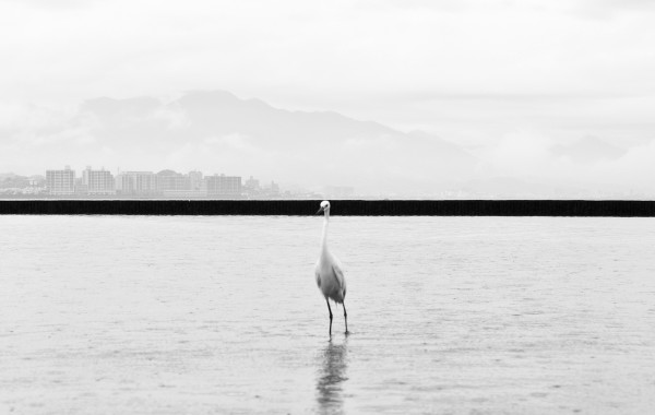 Hiroshima – Phoenix rising from the ashes