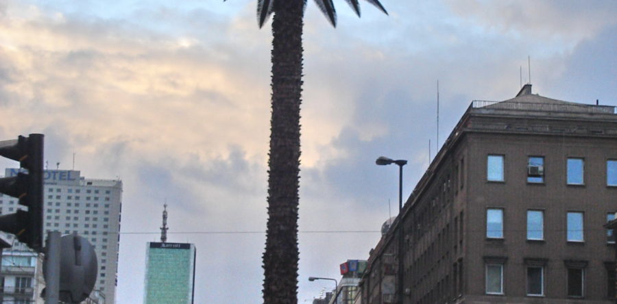 Palm in het hartje van Warschau
