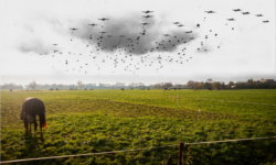 Wandelroute: De Polen van Driel