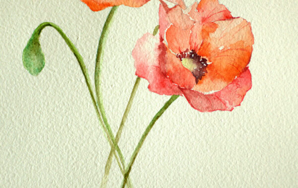 Klaprozen door Magdalena Malik
